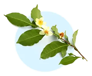 Camellia Senensis 12,13 aquaburn